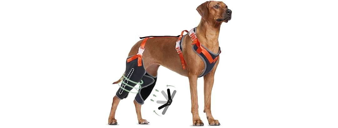 LISPOO Dog Knee Brace for ACL/CCL Injuries,To