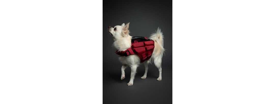 NOAH & PAW Dog Life Jacket- XSmall