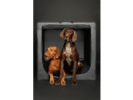 NOAH & PAW Collapsible Dog Crate- XX Large