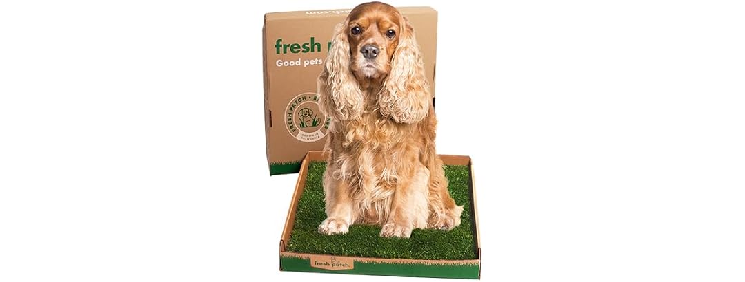 Fresh Patch Real Grass Patch for Dogs, Cats,