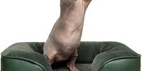 NOAH & PAW Dog/Cat Sofa- Small