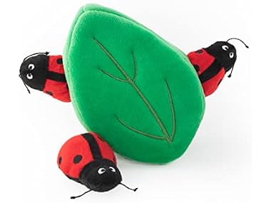 Burrow Ladybugs Leaf