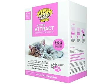 Precious Cat Kitten Attract Kitten Training L