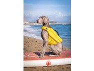 NOAH & PAW Dog Life Jacket- XLarge