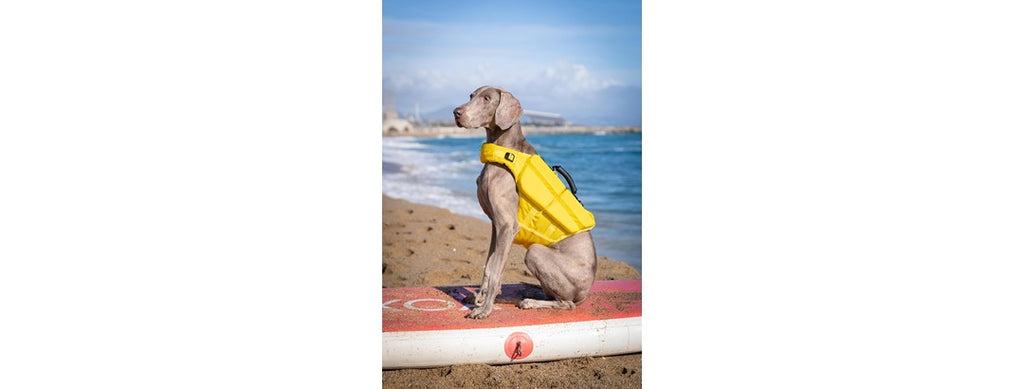 NOAH & PAW Dog Life Jacket- XLarge
