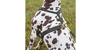 Shires Shires Digby & Fox Rolled Leather